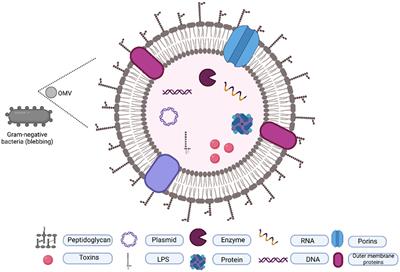Role of Legionella pneumophila outer membrane vesicles in host-pathogen interaction